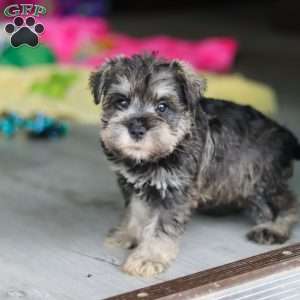 Clementine, Miniature Schnauzer Puppy